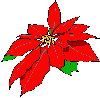 poinsettia